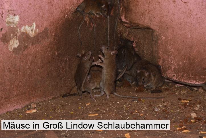 Mäuse in Groß Lindow Schlaubehammer